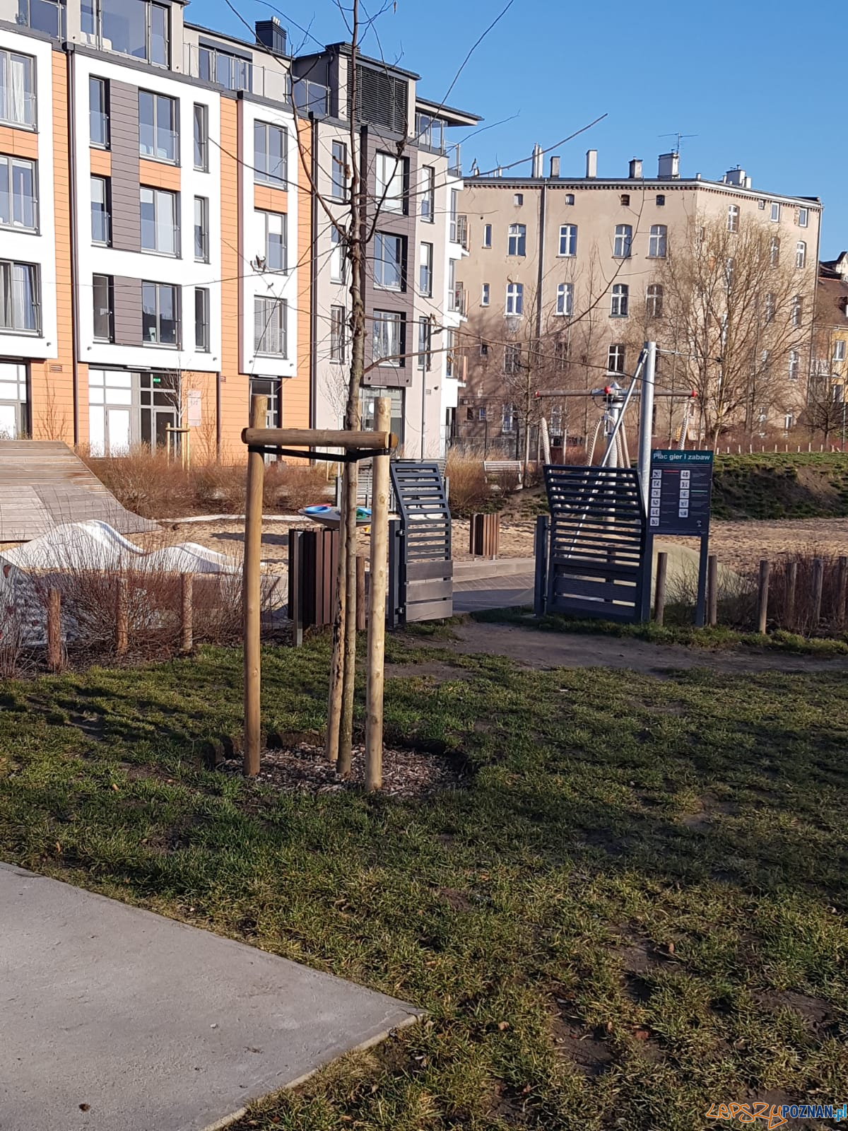 Park Stare Koryto - nowe drzewa Foto: Zarząd Zieleni Miejskiej Park Stare Koryto - nowe drzewa Foto: Zarząd Zieleni Miejskiej