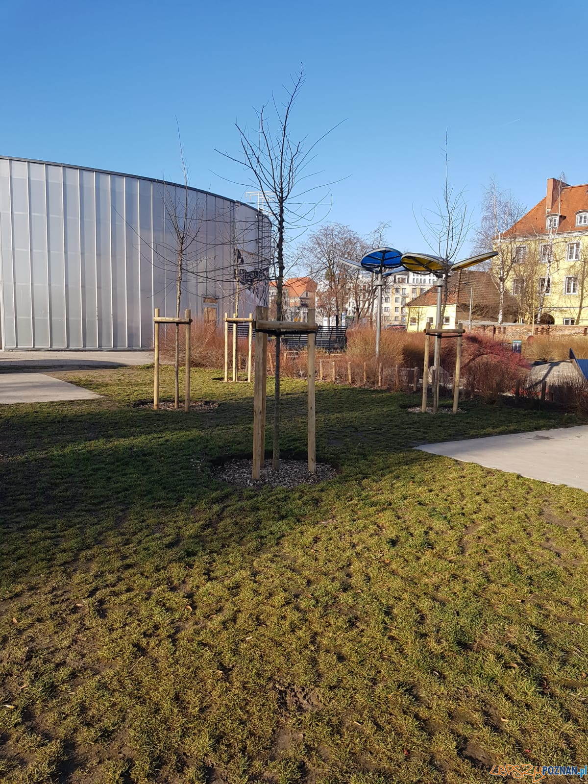 Park Stare Koryto - nowe drzewa Foto: Zarząd Zieleni Miejskiej Park Stare Koryto - nowe drzewa Foto: Zarząd Zieleni Miejskiej