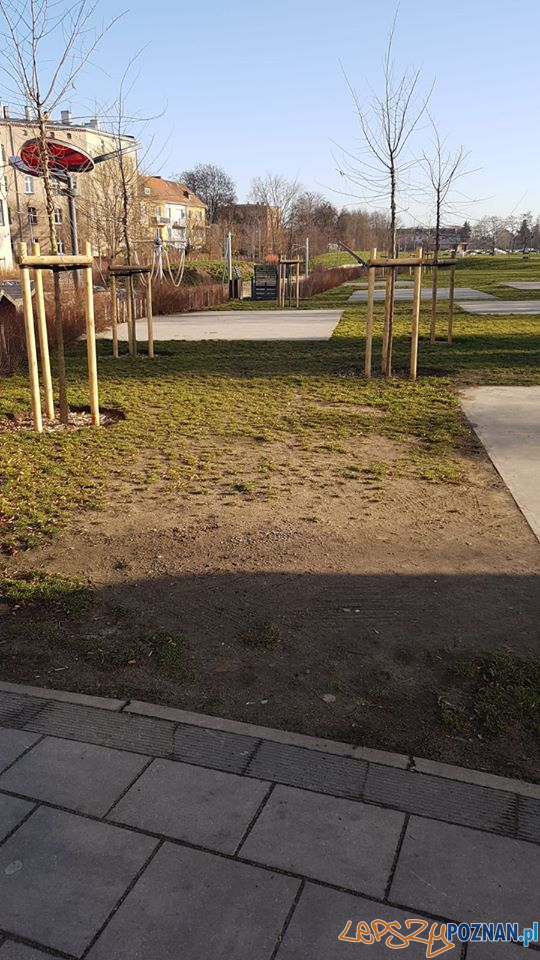 Park Stare Koryto - nowe drzewa Foto: Zarząd Zieleni Miejskiej Park Stare Koryto - nowe drzewa Foto: Zarząd Zieleni Miejskiej