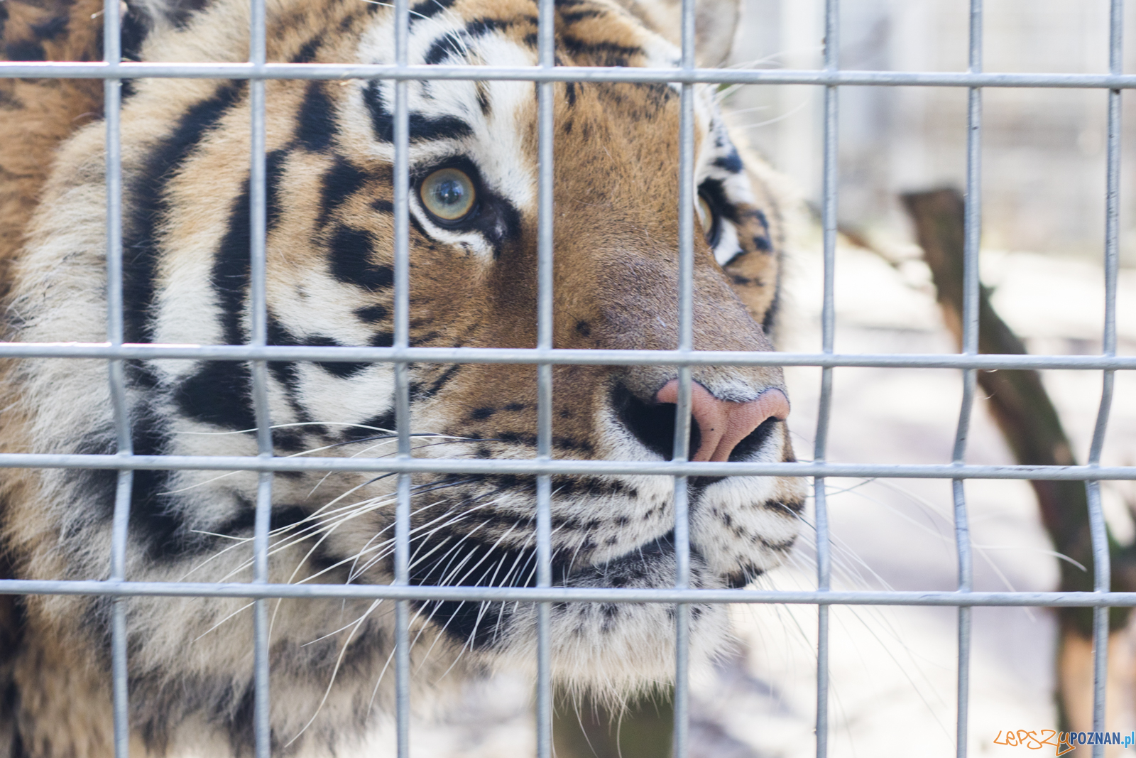 Apel dla Nieumarłych Foto: lepszyPOZNAN.pl / Ewelina Jaśkowiak Apel dla Nieumarłych Foto: lepszyPOZNAN.pl / Ewelina Jaśkowiak